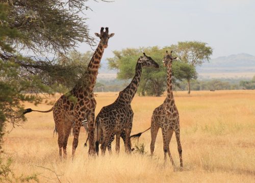 Lodge safari di lusso: dove il comfort incontra la natura selvaggia