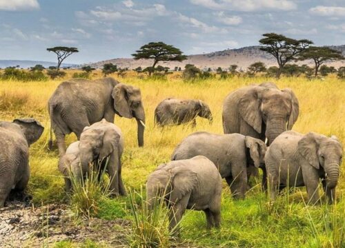 5-Day Classic Northern Tanzania Safari