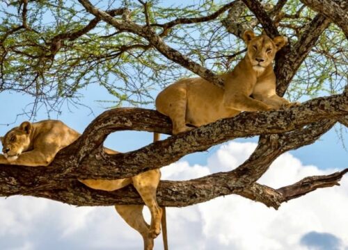 3-Day Northern Safari – AMANI SAFARI