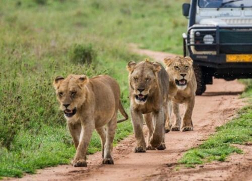 7-Day Northern Circuit Explorer Safari