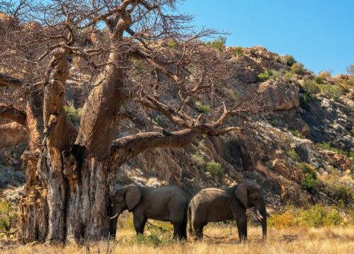 9-Day Ultimate Northern Tanzania Safari Experience