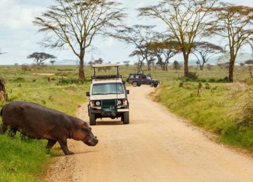 12-Day Luxury Northern Tanzania Safari: Fly-In & Road Adventure