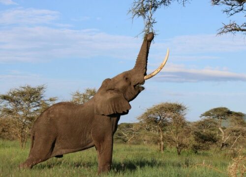 4-Day Luxury Fly-In Northern Tanzania Safari