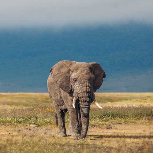 Cratere di Ngorongoro