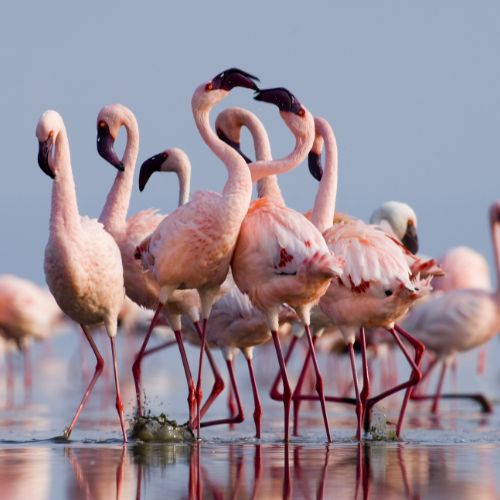Parco Nazionale del Lake Manyara
