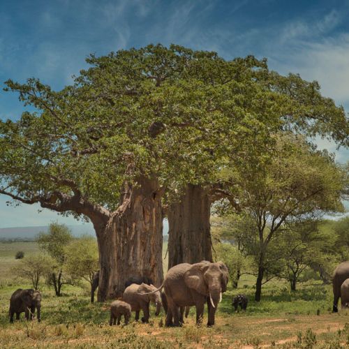 Parco Nazionale del Tarangire