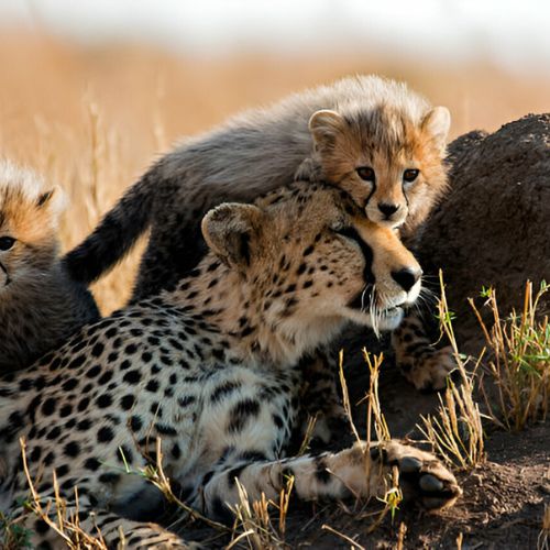 Parco Nazionale del Serengeti